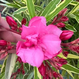 Laurier rose splendens variegata (Nerium oleander) — gros plan de fleur rose double entourée de boutons