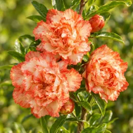 Grenadier à fleurs 'California sunset' (Punica granatum) — gros plan de grandes fleurs doubles bicolores