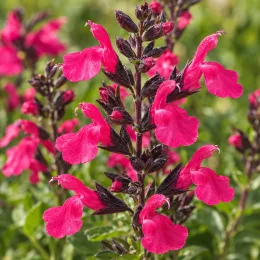 Sauge gregii 'Mirage hot pink rose vif' (Salvia gregii) — gros plan sur épis de fleurs rose vif · Photo d'illustration