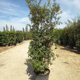Chêne vert (Quercus ilex) — grand arbuste en pot sur allée de pépinière · Pot 50L