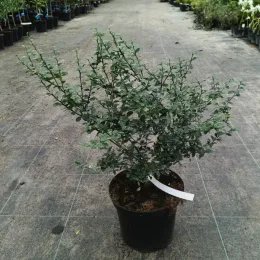 Citronnier caviar 'Rose' (Citrus australasica) — jeune arbuste buissonnant au feuillage dense en pot · Pot 5L Touffe