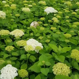 Hortensia de virginie 'Annabelle blanc' (Hydrangea arborescens) — massif dense de boules fleuries claires · Pot 8L Touffe
