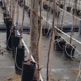 Noyer 'Ruby' (Juglans regia) — jeunes arbres nus alignés en pots de pépinière · Pot 8L