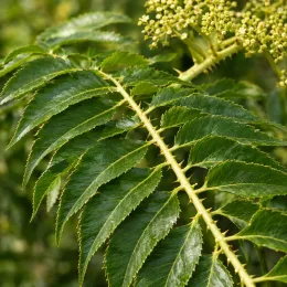 Angélique du japon (Aralia japonica) — gros plan sur feuille composée dentelée et fleurs
