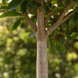Lilas des indes 'White star' (Lagerstroemia indica) — tronc lisse avec feuillage vert en arrière-plan