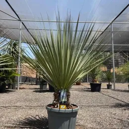 Noisetier 'La siberica' (Nolina hibernica) — grand sujet graphique en pot sur graviers · Pot 45L