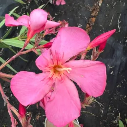 Laurier rose 'Emma schneider' (Nerium oleander) — gros plan sur grandes fleurs roses épanouies