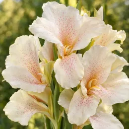 Canna (Canna niagara) — grappes de grandes fleurs pâles tachetées · Photo d'illustration