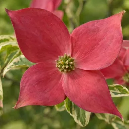 Cornouiller à fleurs américain 'Cherokee sunset' (Cornus florida) — gros plan sur bractées rosées et cœur vert · Photo d'illustration