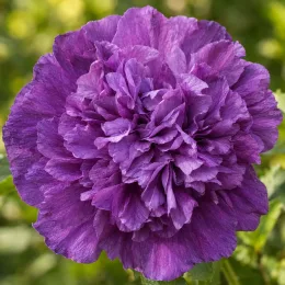 Althéa 'French cabaret purple' (Hibiscus syriacus) — gros plan sur une grande fleur violette