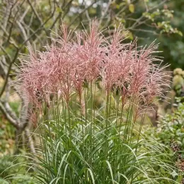 Miscanthus 'Red cloud' (Miscanthus sinensis) — touffe de graminée aux épis rosés au jardin