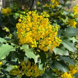 Mahonia