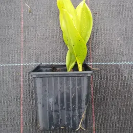 Muguet de mai (Convallaria majalis) — jeune plant à grandes feuilles tachetées en pot · Godet