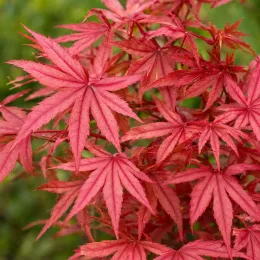 Érable du japon 'Beni maiko' (Acer palmatum) — feuillage rouge vif aux feuilles finement découpées