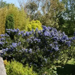 Céanothe