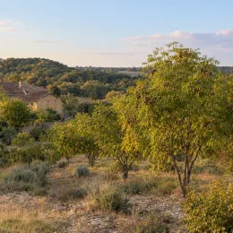 Noyer du texas (Juglans microcarpa) — petits arbres dispersés sur terrain rocailleux, maison au fond · Photo d'illustration