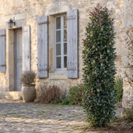Houx arbustif 'Hach1' (Ilex × meserveae) — arbuste dense et étroit devant maison en pierre