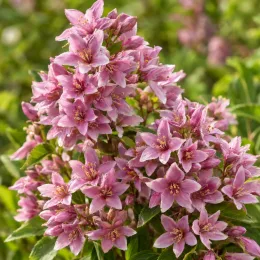 Deutzie 'Mont rose' (Deutzia) — grappes de petites fleurs roses étoilées
