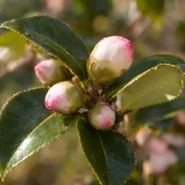 Camelia 'Yoimachi' (Camelia sasanqua) — gros plan de boutons floraux rosés et feuilles brillantes · Photo d'illustration