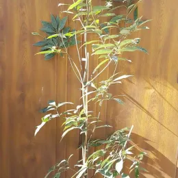 Chêne bleu du japon (Quercus glauca) — jeune arbre élancé en pot devant palissade · Pot 6L Baliveau