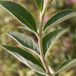 Arbre aux papillons rose 'Flutterby pink' (Buddleia davidii) — tige verticale avec feuilles lancéolées velues