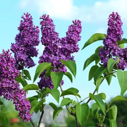 Lilas commun