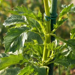 Vivace estivale 'Nancy' (Dahlia) — tige verte nouée à un tuteur, gros plan · Photo d'illustration