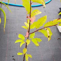 Merisier des oiseaux (Prunus avium) — jeune plant en pot sur toile de culture · Pot 2L Baliveau