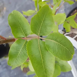 Pistachier à fruits 'Kerman femelle' (Pistacia vera) — gros plan sur jeunes feuilles vertes en pot