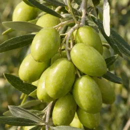 Olivier d'italie 'Ascolana terena' (Olea europaea) — gros plan de grappes d’olives vertes · Photo d'illustration