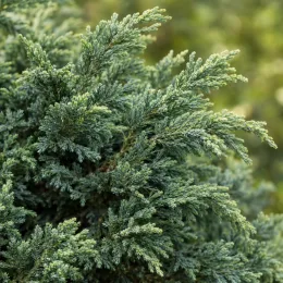 Genévrier doré de pfitzer 'Compacta' (Juniperus pfitzeriana) — gros plan sur feuillage dense et texturé