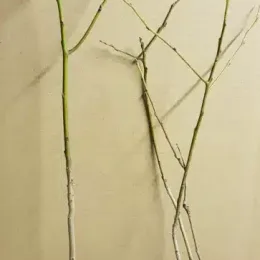 Plaqueminier lotier (Diospyros lotus) — jeunes tiges nues en pot de culture · Godet