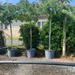 Arbre à soie Ombrella boubri (Albizia) — trois jeunes arbres en pot alignés dehors · Pot 90L Tige 14/16