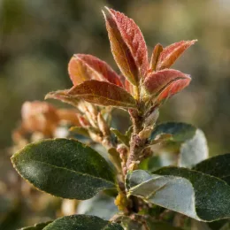 Chêne bleu du japon (Quercus glauca) — jeunes pousses rougeâtres et feuilles vertes · Photo d'illustration