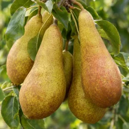 Poirier 'Abate fetel' (Pyrus communis) — gros fruits allongés mûrs sur branche feuillue