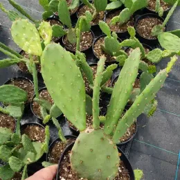 Oponce de l'est (Opuntia humifusa) — cactus aux cladodes allongées en pot noir · Pot 2.5L