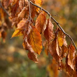 Hêtre commun 'Purple fountain' (Fagus sylvatica) — rameau avec feuilles brun orangé en automne