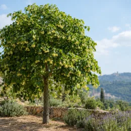 Tilleul commun 'Euchlora' (Tilia europaea) — arbre isolé au feuillage dense près d’un muret · Photo d'illustration