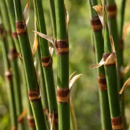Roseau du cap (Elegia tectorum) — tiges dressées segmentées avec gaines sèches · Photo d'illustration