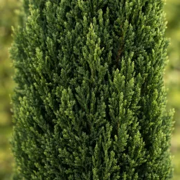Cyprès d'italie fastigié 'Stricta agrimed' (Cupressus sempervirens) — feuillage dense de conifère vert en gros plan · Photo d'illustration
