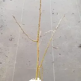 Caraganier de sibérie (Caragana arborescens) — jeune arbuste à tiges nues en pot · Pot 2.5L