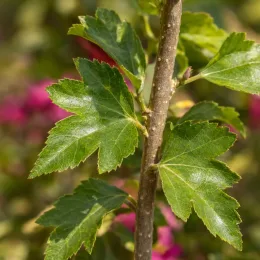 Althéa 'Pompei minsygrou02' (Hibiscus syriacus) — gros plan sur feuillage vert découpé