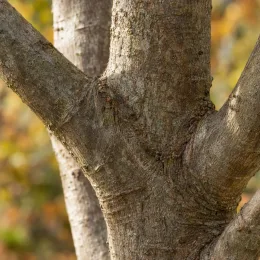 Érable rouge 'Armstrong' (Acer × freemanii) — gros plan sur tronc et charpentières d’arbre
