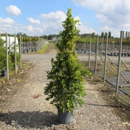 Glycine 'Black dragon' (Wisteria floribunda) — grand plant grimpant tuteuré dans allée de pépinière · Pot 15L