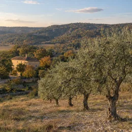 Olivier de nice 'Caillette' (Olea europaea) — rangée d’arbres méditerranéens devant maison en pierre · Photo d'illustration