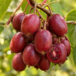 Kiwaï 'Ken's red' (Actinidia arguta) — grappe de petits fruits rouges mûrs