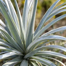 Lis du mexique 'Quicksilver' (Beschorneria yuccoides) — rosette dense de longues feuilles étroites · Photo d'illustration