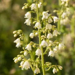 Heuchères 'Lime americano' (Heuchera) — grappes de petites fleurs blanches en clochettes · Photo d'illustration
