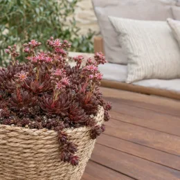 Joubarbe à rosette couleur chocolat 'Chocolate kiss' (Sempervivum) — succulente en panière tressée sur terrasse bois · Photo d'illustration