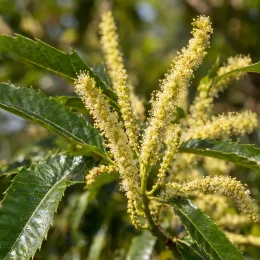 Châtaignier 'Camberoune' (Castanea sativa) — longs chatons floraux crème parmi des feuilles dentées · Photo d'illustration
